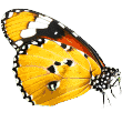 https://biscoito.pet/ysheesty/2020/09/butterfly.png